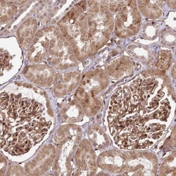 COPG Antibody, Novus Biologicals:Antibodies:Primary Antibodies