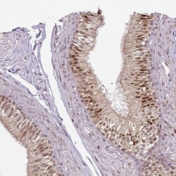 COPR5 Antibody, Novus Biologicals:Antibodies:Primary Antibodies