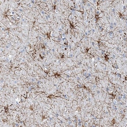 COPS8 Antibody, Novus Biologicals 0.1mL; Unlabeled:Antibodies, Polyclonal