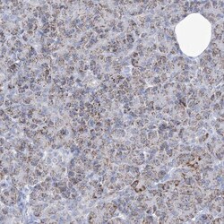 COQ3 Antibody, Novus Biologicals:Antibodies:Primary Antibodies