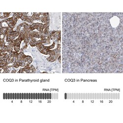 COQ3 Antibody, Novus Biologicals:Antibodies:Primary Antibodies