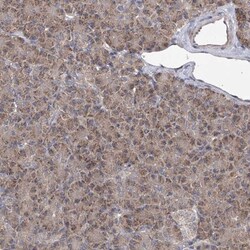 COQ3 Antibody, Novus Biologicals:Antibodies:Primary Antibodies
