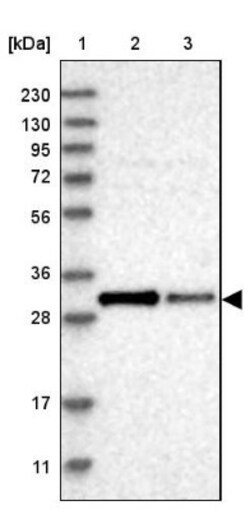 COQ3 Antibody, Novus Biologicals:Antibodies:Primary Antibodies