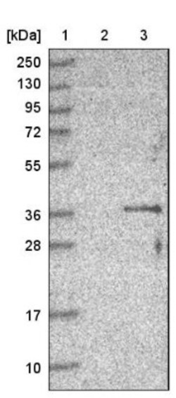 COQ3 Antibody, Novus Biologicals:Antibodies:Primary Antibodies