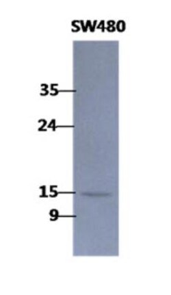Coactosin-like Protein 1/CotL1 Antibody (1D6) - BSA Free, Novus Biologicals