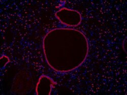 COX-2 Antibody, Novus Biologicals 0.1mg; Unlabeled:Antibodies, Polyclonal
