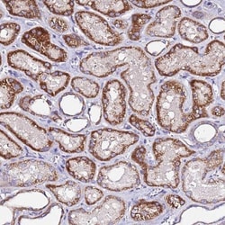 COX14 Antibody, Novus Biologicals:Antibodies:Primary Antibodies