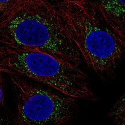 COX16 Antibody, Novus Biologicals:Antibodies:Primary Antibodies
