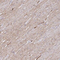 COX16 Antibody, Novus Biologicals:Antibodies:Primary Antibodies