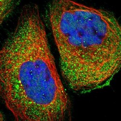 COX19 Antibody, Novus Biologicals:Antibodies:Primary Antibodies