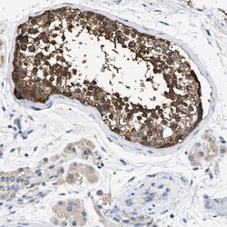 COX19 Antibody, Novus Biologicals:Antibodies:Primary Antibodies