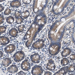 COX19 Antibody, Novus Biologicals:Antibodies:Primary Antibodies