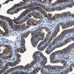 COX19 Antibody, Novus Biologicals:Antibodies:Primary Antibodies