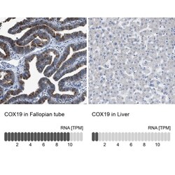COX19 Antibody, Novus Biologicals:Antibodies:Primary Antibodies