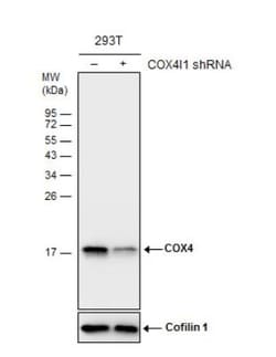 COX4 Antibody (6310), Novus Biologicals 0.1mL; Unlabeled:Antibodies, Monoclonal