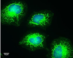 COX4 Antibody (854), Novus Biologicals 0.1mL; Unlabeled:Antibodies, Monoclonal