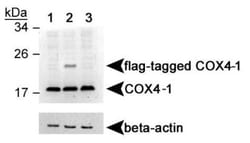 COX4 Antibody - BSA Free, Novus Biologicals 0.025mL; Unlabeled:Antibodies,