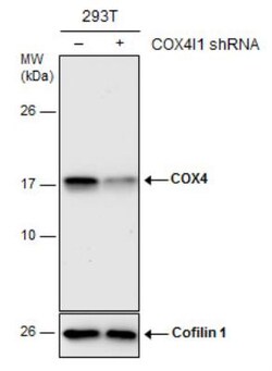 COX4 Antibody, Novus Biologicals 0.1mL; Unlabeled:Antibodies, Polyclonal