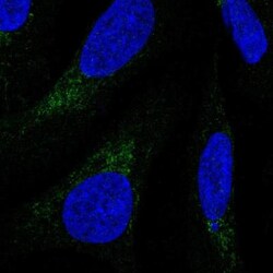 COX4NB Antibody, Novus Biologicals:Antibodies:Primary Antibodies