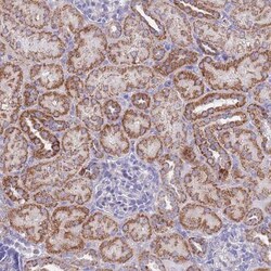 COX4NB Antibody, Novus Biologicals:Antibodies:Primary Antibodies
