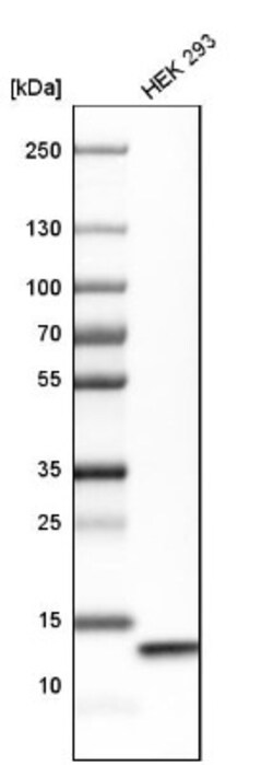 COX5b Antibody, Novus Biologicals 0.1mL; Unlabeled:Antibodies, Polyclonal