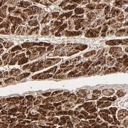 COX6B1 Antibody, Novus Biologicals 0.1 mL | Buy Online | Novus Biologicals | Fisher Scientific