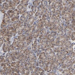 COX6B1 Antibody, Novus Biologicals 0.1 mL | Buy Online | Novus Biologicals | Fisher Scientific