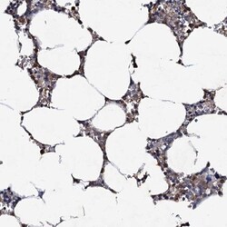 CPNE2 Antibody, Novus Biologicals:Antibodies:Primary Antibodies