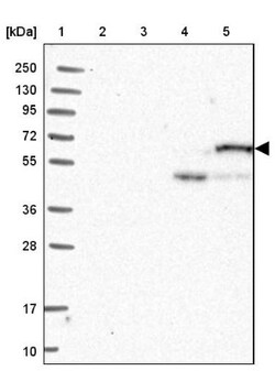 CPNE2 Antibody, Novus Biologicals:Antibodies:Primary Antibodies