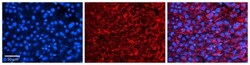 CPR8 Antibody, Novus Biologicals 100 &mu;L | Buy Online | Novus Biologicals | Fisher Scientific