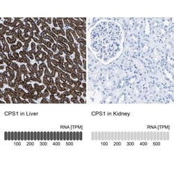 CPS1 Antibody, Novus Biologicals 0.1mL; Unlabeled:Antibodies, Polyclonal