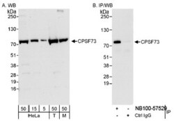 CPSF73 Antibody, Novus Biologicals 0.1mL; Unlabeled:Antibodies, Polyclonal