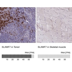 CRACC/SLAMF7 Antibody, Novus Biologicals:Antibodies:Primary Antibodies
