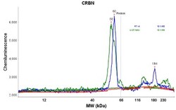 CRBN Antibody, Novus Biologicals 0.1mL; Unlabeled:Antibodies, Polyclonal