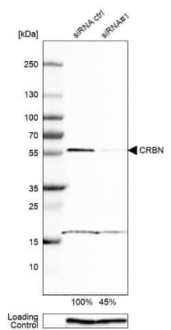 CRBN Antibody, Novus Biologicals 0.1mL; Unlabeled:Antibodies, Polyclonal