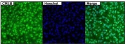 CREB Antibody (LB9), Novus Biologicals 0.1mg; Unlabeled:Antibodies, Monoclonal
