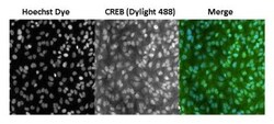 CREB Antibody (LB9), Novus Biologicals 0.1mg; Unlabeled:Antibodies, Monoclonal