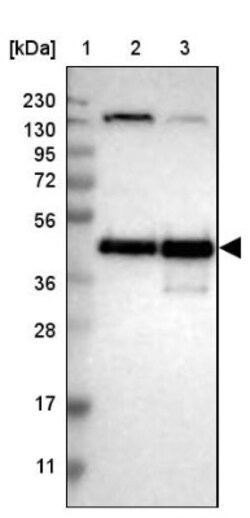 CREB Antibody, Novus Biologicals 0.1 mL | Buy Online | Novus Biologicals | Fisher Scientific