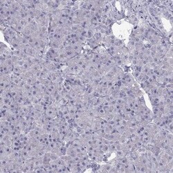CREB3L3 Antibody, Novus Biologicals 0.1mL; Unlabeled:Antibodies, Polyclonal