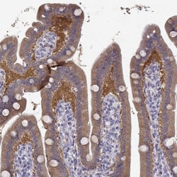 CREB3L3 Antibody, Novus Biologicals 0.1mL; Unlabeled:Antibodies, Polyclonal