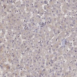 CRIM1 Antibody, Novus Biologicals 0.1mL; Unlabeled:Antibodies, Polyclonal