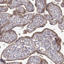 CRIM1 Antibody, Novus Biologicals 0.1mL; Unlabeled:Antibodies, Polyclonal