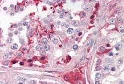 CRISP-2 Antibody, Novus Biologicals 0.1mg; Unlabeled:Antibodies, Polyclonal