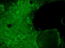 CRISPR-Cas9 Antibody (7A9-3A3) - N-Terminus - BSA Free, Novus Biologicals:Antibodies:Primary