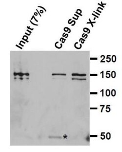 CRISPR-Cas9 Antibody (7A9-3A3) - N-Terminus - BSA Free, Novus Biologicals:Antibodies:Primary