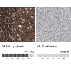 CRLF3 Antibody, Novus Biologicals 0.1mL; Unlabeled:Antibodies, Polyclonal