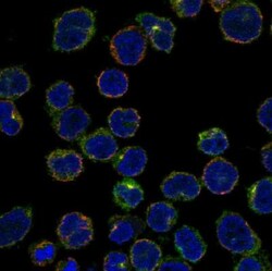 CRMP1 Antibody, Novus Biologicals 0.1mL; Unlabeled:Antibodies, Polyclonal