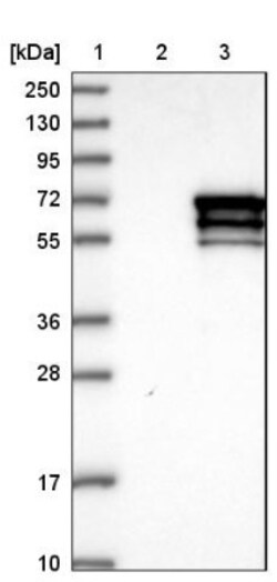 CRMP1 Antibody, Novus Biologicals 0.1mL; Unlabeled:Antibodies, Polyclonal