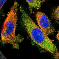 CRMP4 Antibody, Novus Biologicals:Antibodies:Primary Antibodies