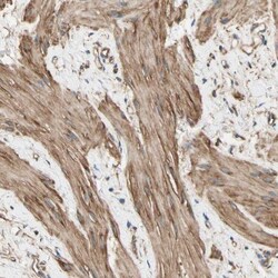 CRMP4 Antibody, Novus Biologicals:Antibodies:Primary Antibodies